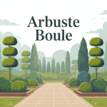 vue de jardin structuré avec arbuste boule