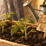 Quand semer les tomates avec la lune : semis de tomates en terrine