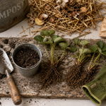 Que faire des vieux fraisiers : planter de nouveaux fraisiers